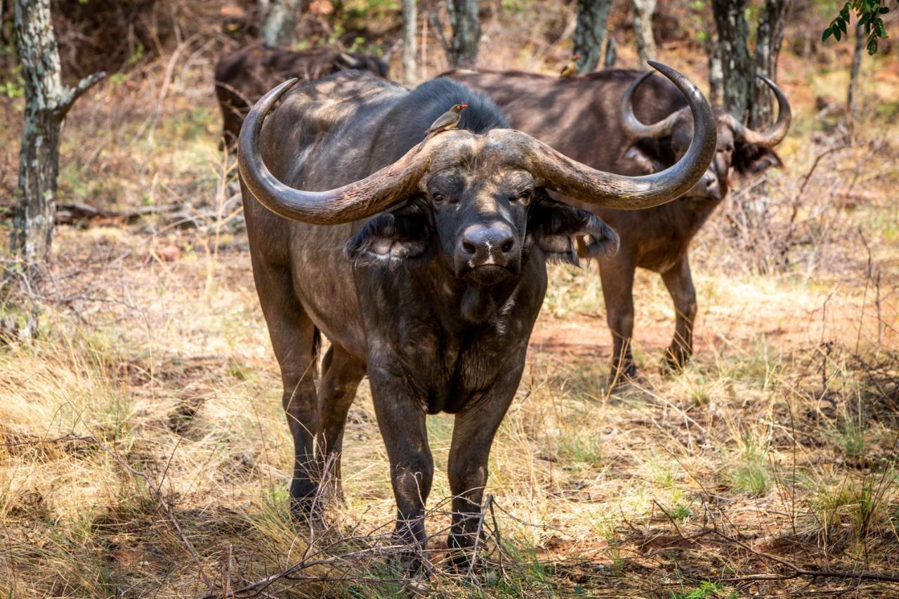 Nungu Game Lodge Lephalale Экстерьер фото