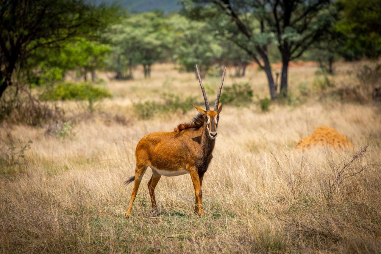 Nungu Game Lodge Lephalale Экстерьер фото