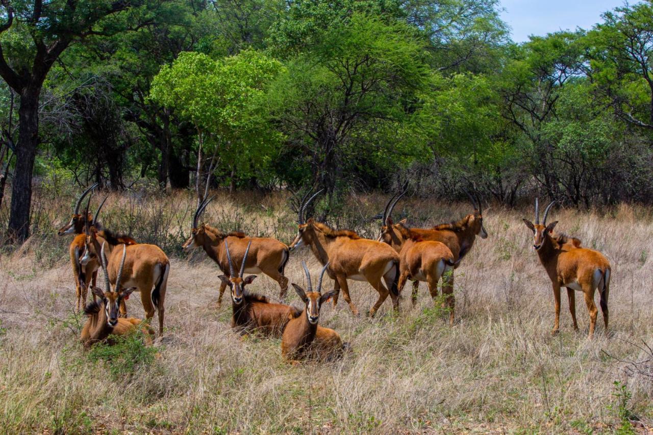Nungu Game Lodge Lephalale Экстерьер фото