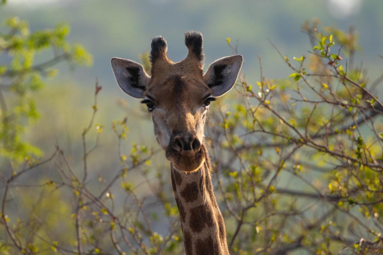 Nungu Game Lodge Lephalale Экстерьер фото